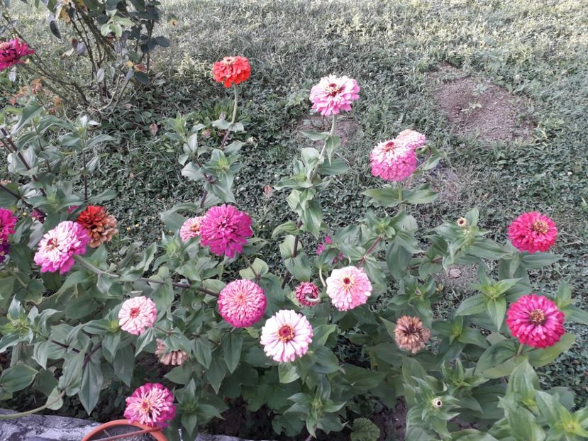  - AAAA__CARCIUMARESE 2015_2017_2018_2019