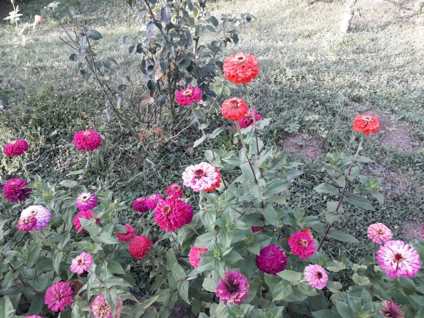  - AAAA__CARCIUMARESE 2015_2017_2018_2019