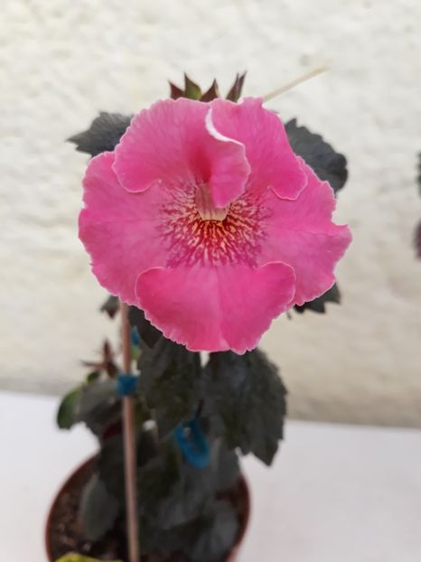  - R20 - Arletta Pink