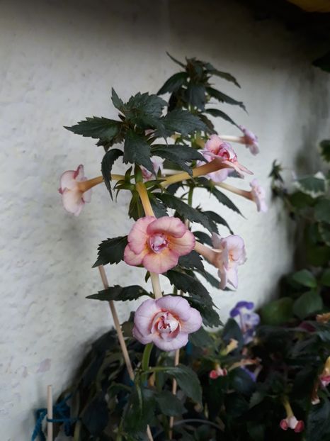  - 0001 2022 - Amelia Vitorino