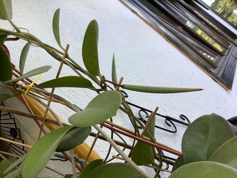 Am făcut pastae cu semințe - Australis