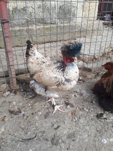  - Pui gaina 2019
