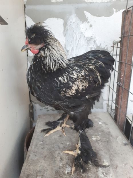  - Pui gaina 2019