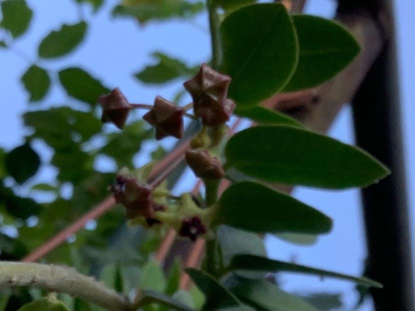 F09B42D0-E9BD-4637-9F88-83702A7F9A2A - Cummingiana