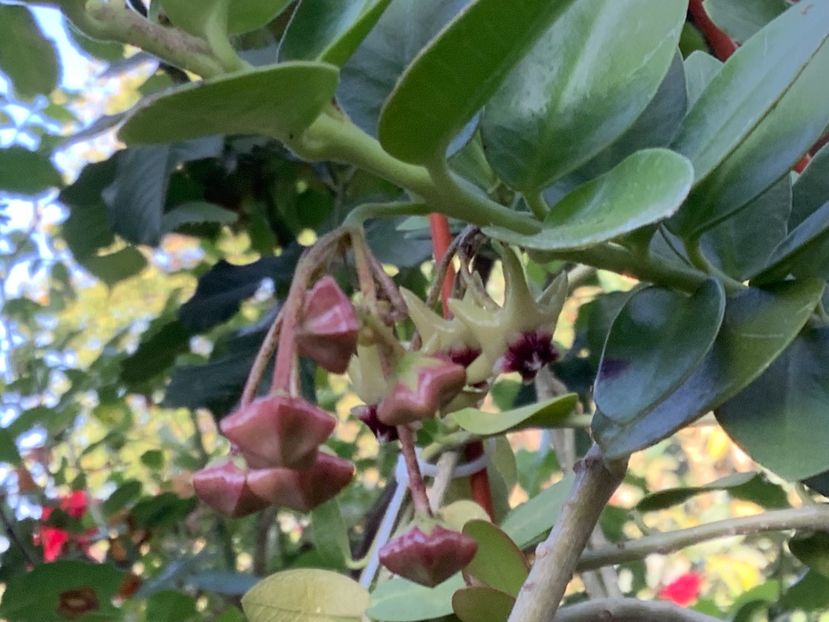 F9657DF8-7C68-4431-A1FA-78D007971DFE - Cummingiana