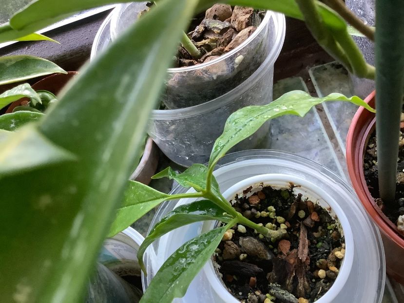 Am un boboc , nu știu dacă și pot sa infloresc - Lockii