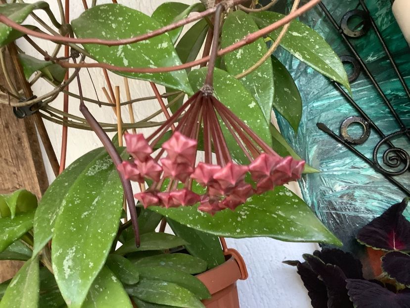 Infloresc și am o pastae de seminte - Pubicalyx Pink Silver