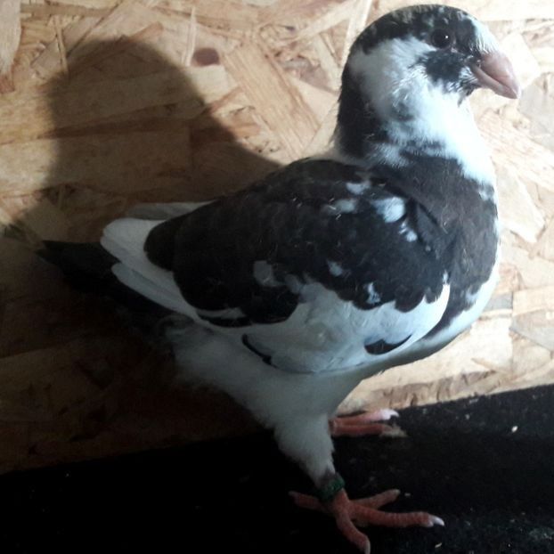  - 3---AGH DAȚI 2019 - 2025