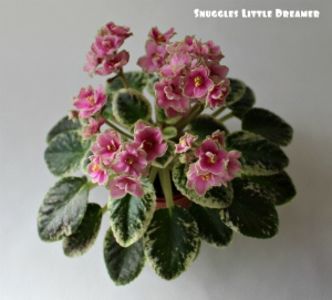  - Snuggles Little Dreamer