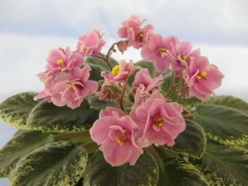  - Snuggles Little Dreamer