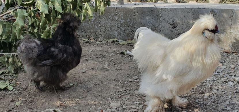  - Gaini matase japoneza