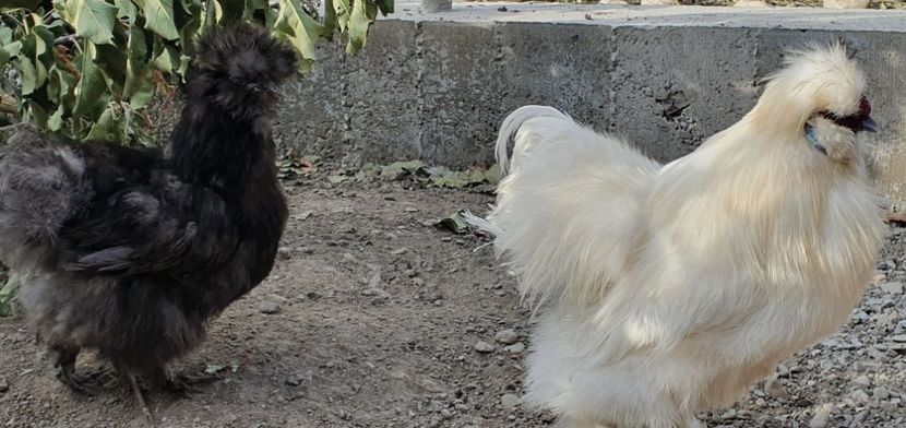  - Gaini matase japoneza