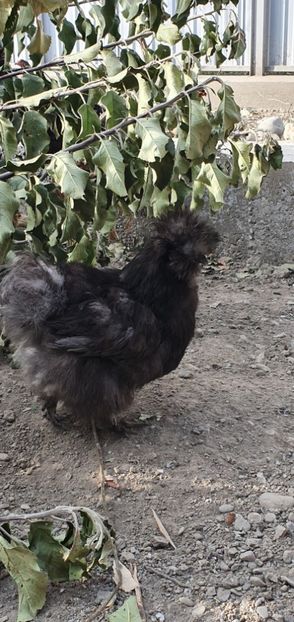  - Gaini matase japoneza