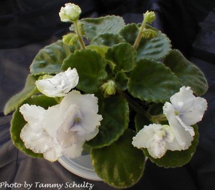 White Madona - AA Violete in colecție poze net
