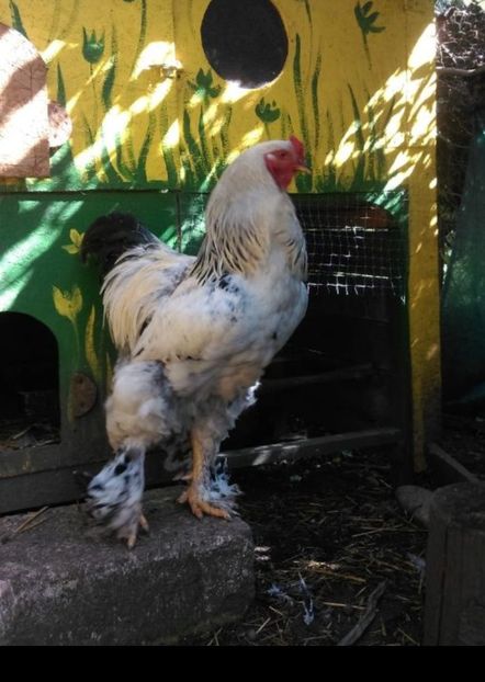 IMG-20190915-WA0007 - Brahma uriaș