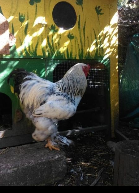 IMG-20190915-WA0004 - Brahma uriaș