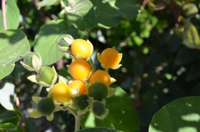 dwarf tamarillo - De la autohton la exotic