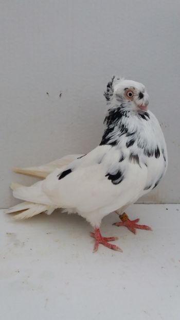 M 2016 - Por bimotati