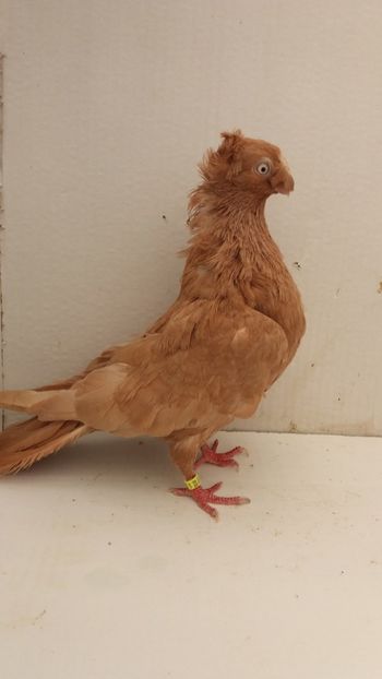 M 2017 - Por bimotati