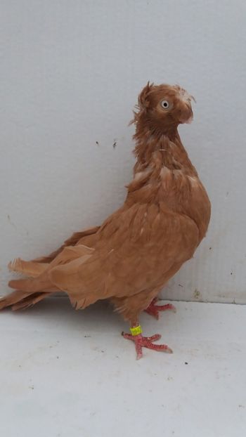 M 2017 - Por bimotati