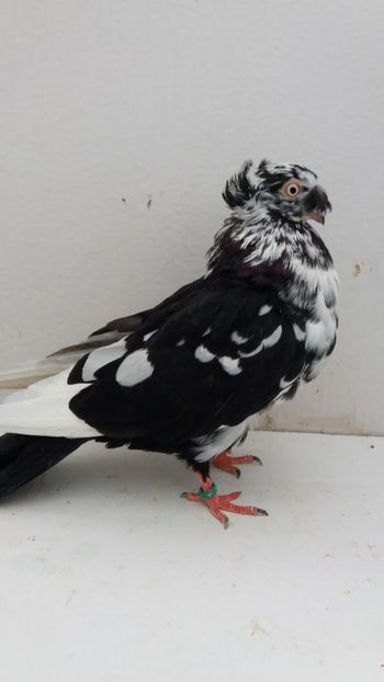 F 2016 - Por bimotati