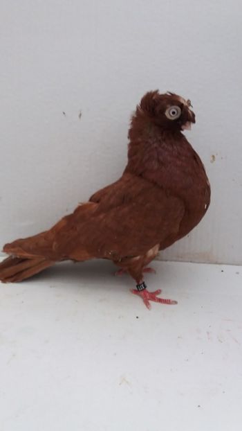 M 2019 - Por bimotati