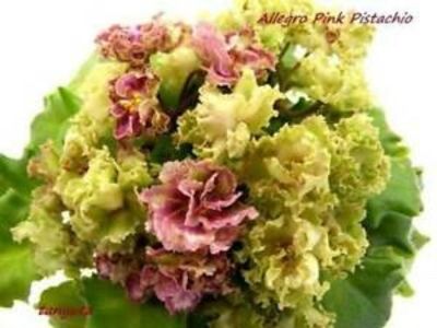  - Allegro Pink Pistachio