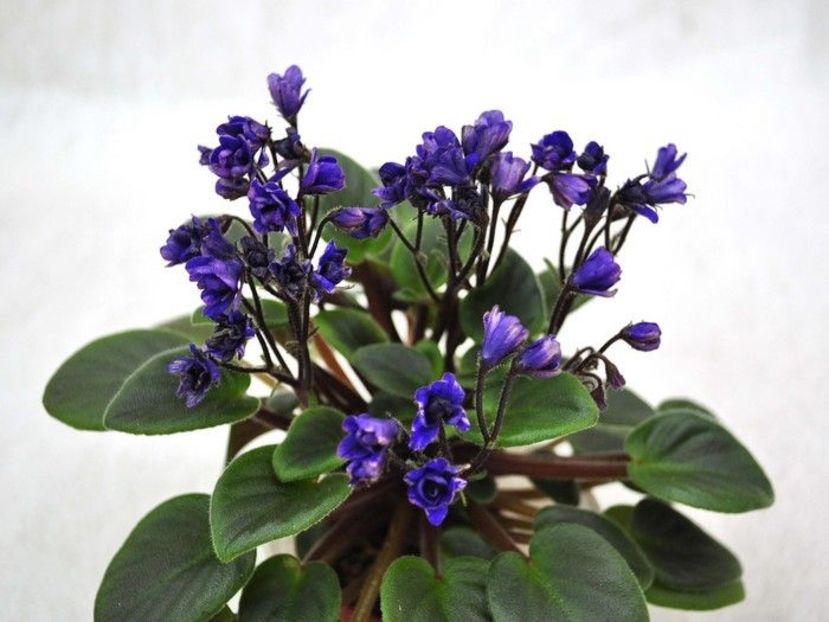  - Senk s The Sorceress