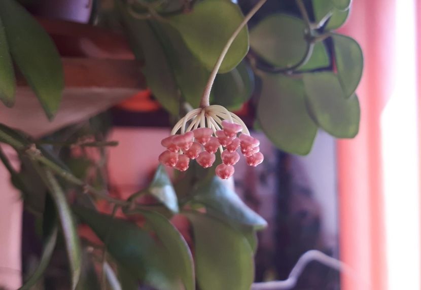 bilobata 3 - Hoya bilobata