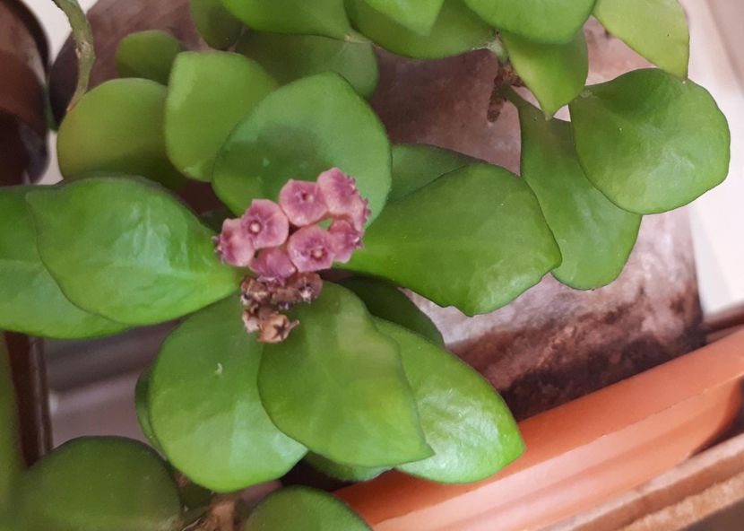 heuscheliana pink - Hoya heuscheliana