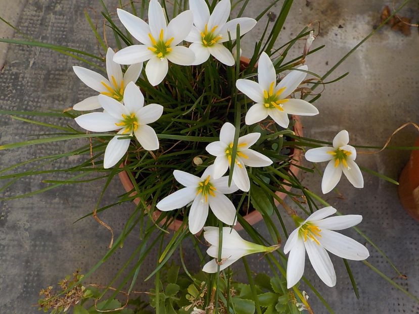  - zephiranthes