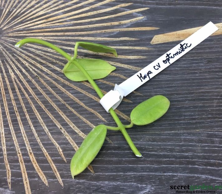 hoya-cv-optimistic-parfum-de-lamaie-2 - Butasi si plante de Hoya - floarea de ceara