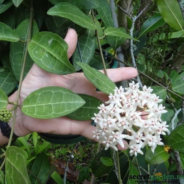 hoya-elliptica-small-leaves - Butasi si plante de Hoya - floarea de ceara