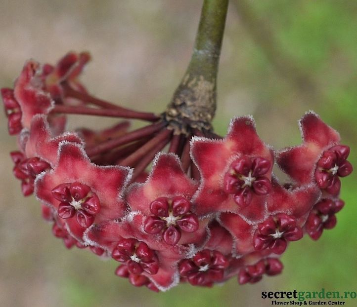hoya-excavata-parfum-de-vanilie-3 - Butasi si plante de Hoya - floarea de ceara
