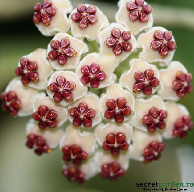 hoya-kerrii-albomarginata-parfumata - Butasi si plante de Hoya - floarea de ceara