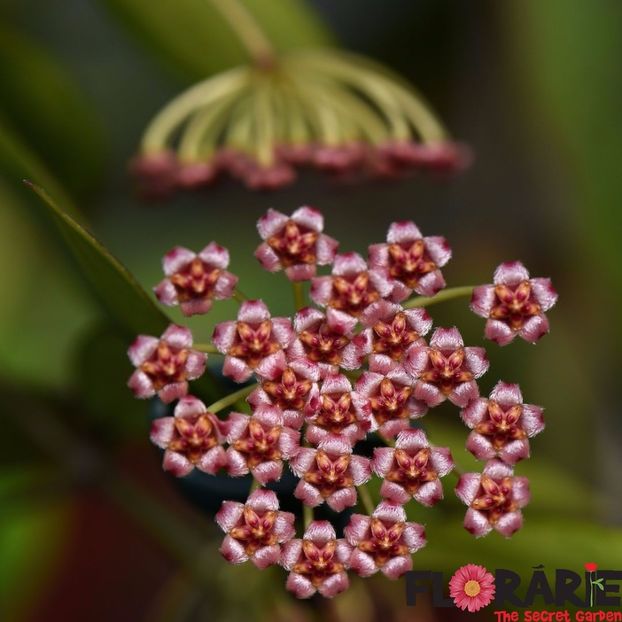 hoya-memoria-gps-10025-gracilis-parfum-de-caramel - Butasi si plante de Hoya - floarea de ceara