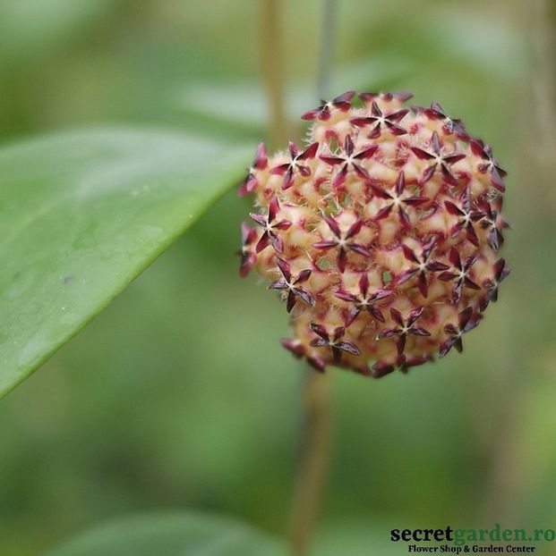 hoya-mindorensis-pg-12-parfumata-2 - Butasi si plante de Hoya - floarea de ceara