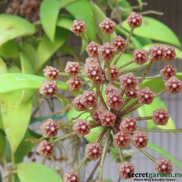 hoya-micrantha-parfumata - Butasi si plante de Hoya - floarea de ceara