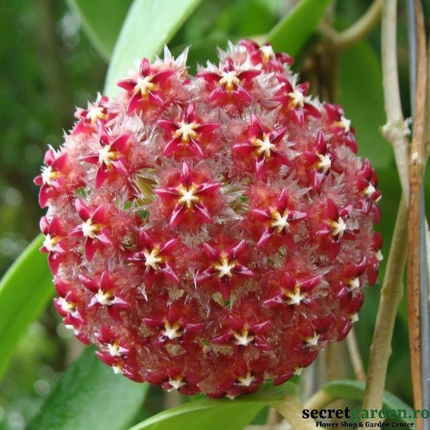 hoya-mindorensis-red-parfumata - Butasi si plante de Hoya - floarea de ceara