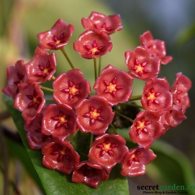hoya-siariae-red-parfumata-2 - Butasi si plante de Hoya - floarea de ceara