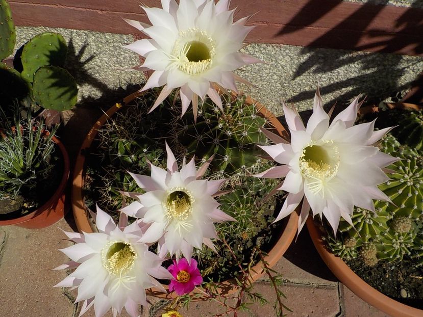  - echinopsis oxygona
