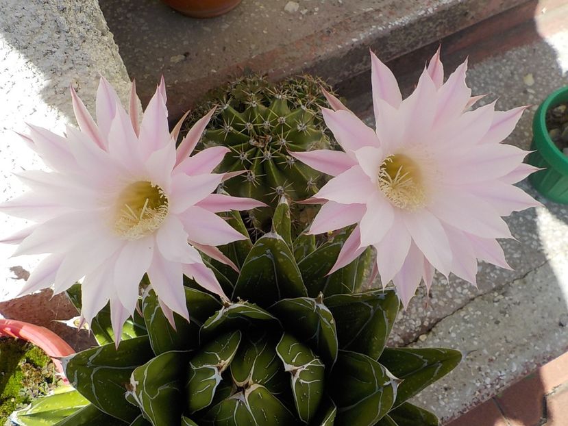  - echinopsis oxygona