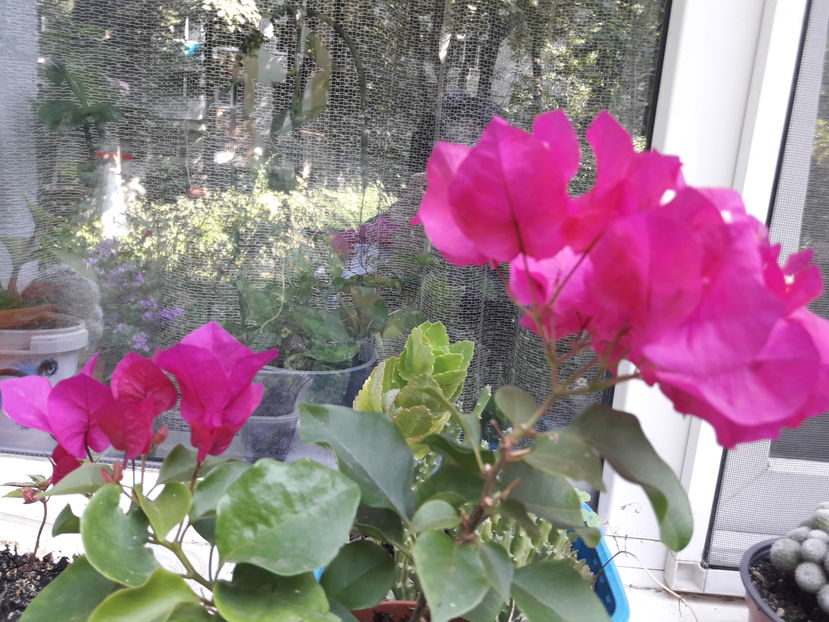  - Baugainvillea 2019