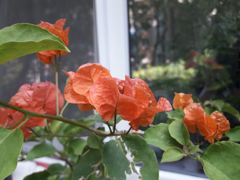  - Baugainvillea 2019