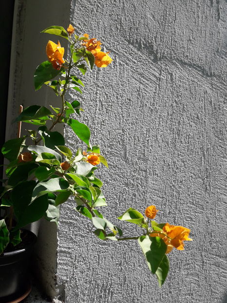  - Baugainvillea 2019