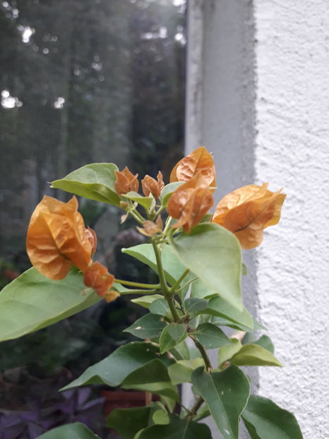  - Baugainvillea 2019