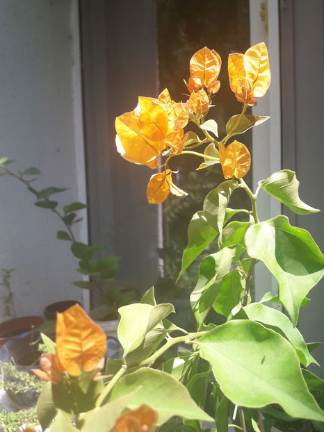  - Baugainvillea 2019