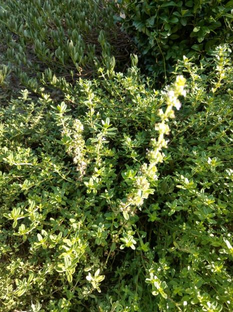 Maghiran - Ofer la schimb