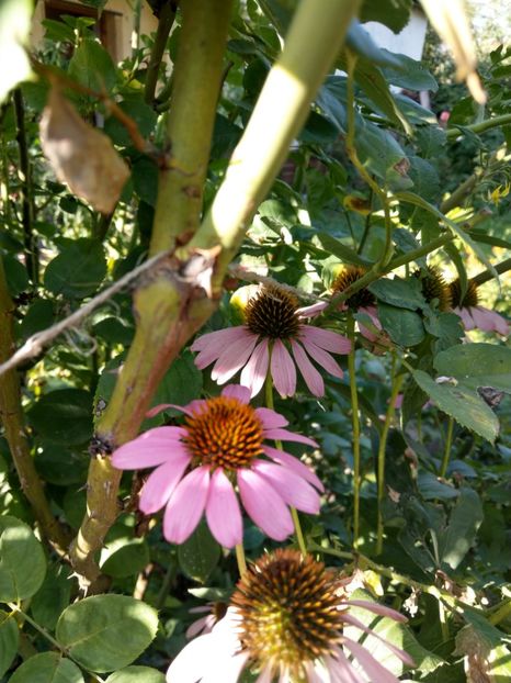 echinacea purpurea - Ofer la schimb