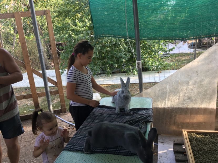 640FD410-424B-483F-86B0-3EFCA1FF7980 - 9 - Vizita crescătorie Bodo Elek si Zsold Istvan Tg Mures